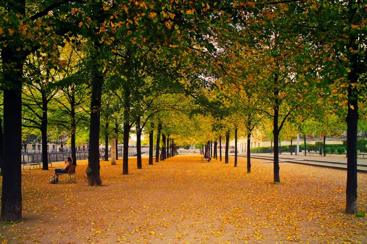 Tree-lined path through a public park in autumn