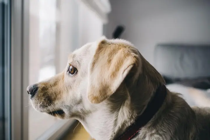 Dog looking out of a window